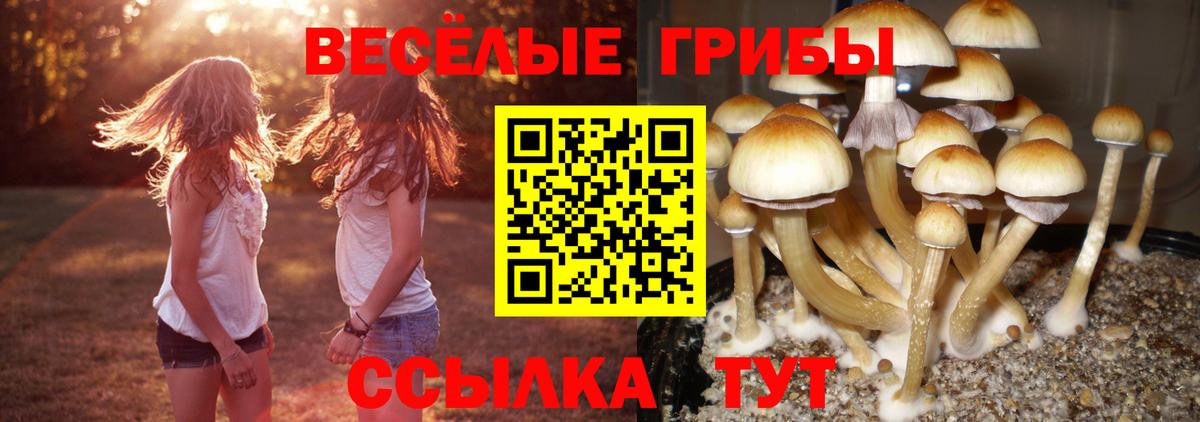 Псилоцибиновые грибы Psilocybe Видное